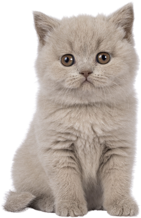 British Shorthair cat kitten on transparent background